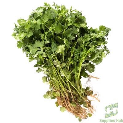 Fresh Coriander/Cilantro  | 60 CT