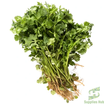 Fresh Coriander/Cilantro  | 60 CT