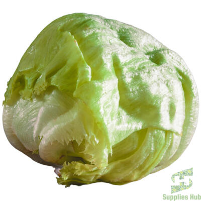 Fresh Lettuce Iceberg (Head) | 24 CT