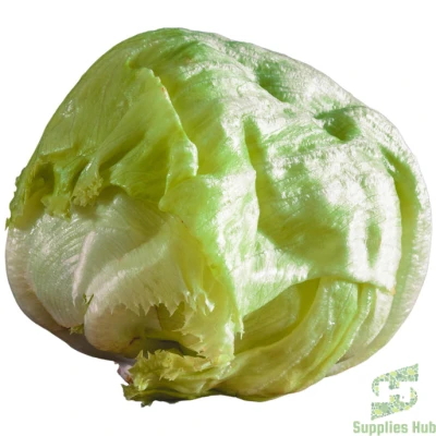 Fresh Lettuce Iceberg (Head) | 24 CT
