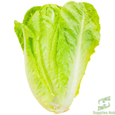 Fresh Lettuce Romaine | 24 CT