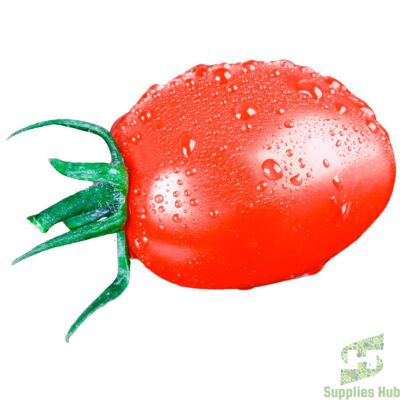 Fresh Tomato - Roma | 25 LB