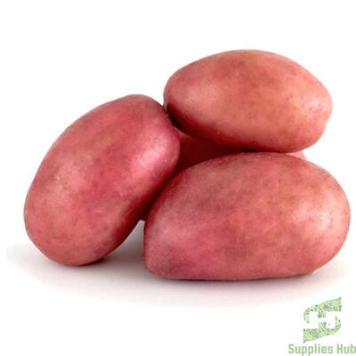 Fresh Red Potato | 50 LB